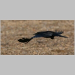 Corvus corone corone - Rabenkraehe 07.jpg